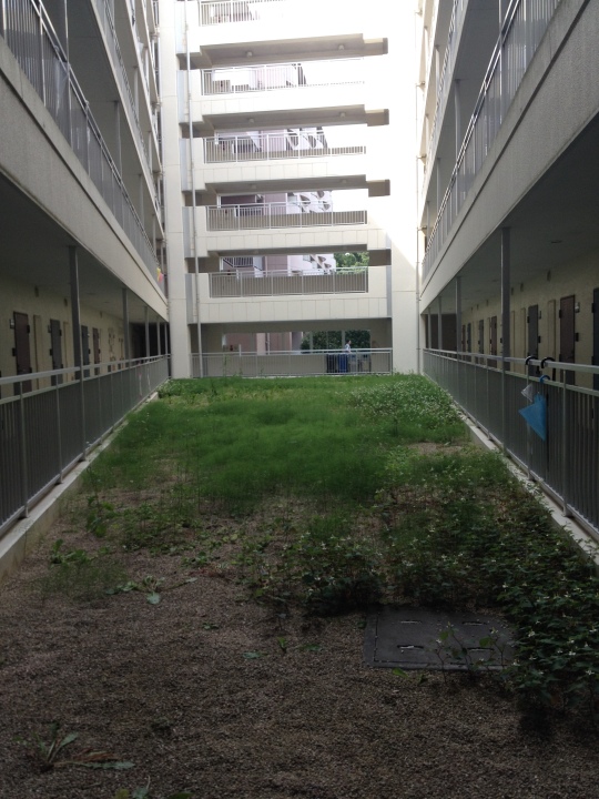 The green in the dormitory grew back! :D